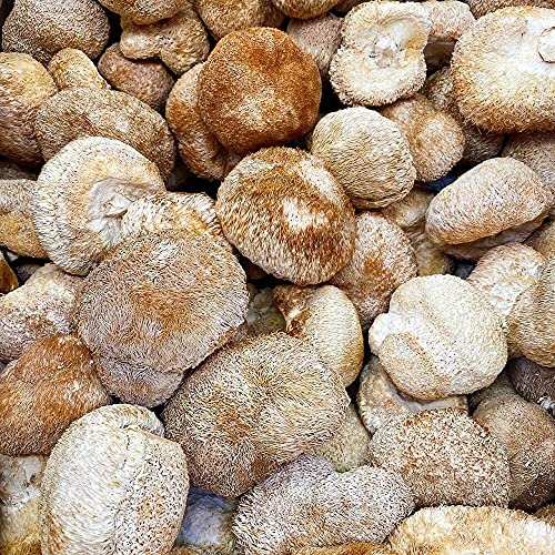 Dried Lion's Mane Mushroom (1lb) D1072