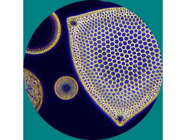 Trinocular Compound Microscope, 40X-2500X Magnification, Infinity Q196669